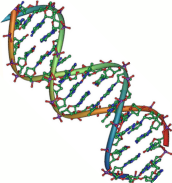 DNA double helix